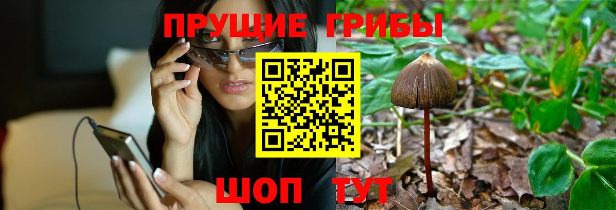 Похвистнево  Псилоцибиновые грибы прущие грибы  Вход с VPN  цена   Псилоцибиновые грибы GOLDEN TEACHER 